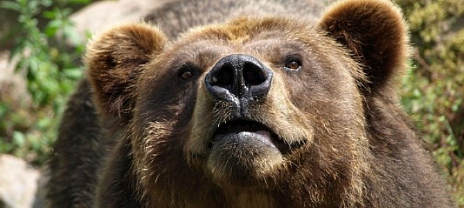 Мишки гризли – кто они? Мишки гризли – кто они?