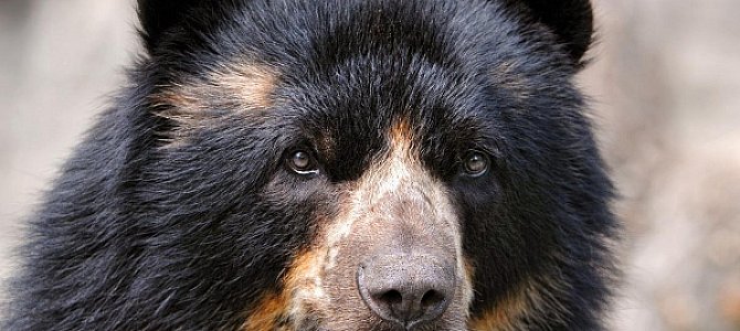 Полезная информация о медведях