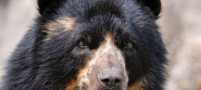 Полезная информация о медведях Полезная информация о медведях