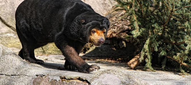 Свирепые малайские медведи