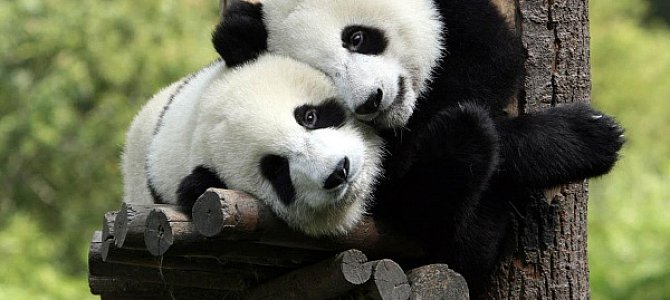 Среда обитания большой китайской панды