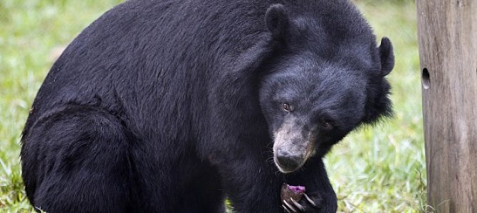 Характеристика гималайского медведя Характеристика гималайского медведя