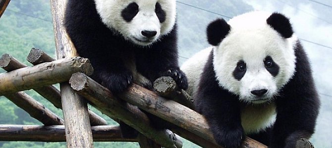 Черно-белое чудо или просто панда