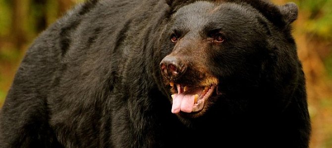 Черные медведи Черные медведи