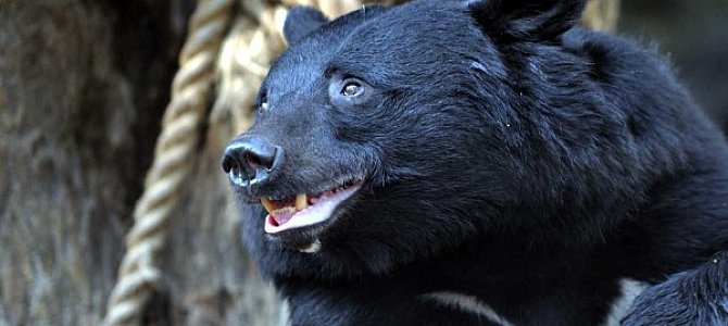 Значение гималайского медведя в культуре Китая