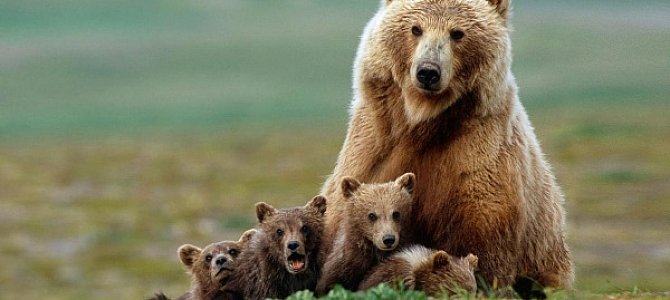 Вопросы о медведях в ЕГЭ
