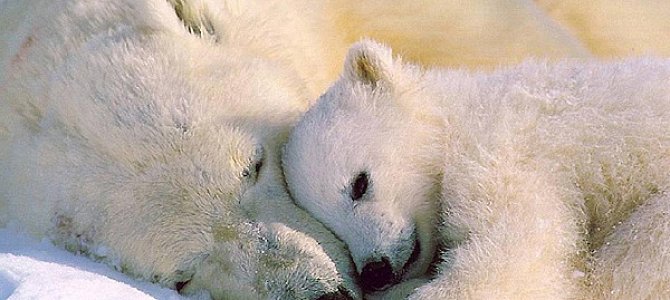 Жизнь белого медведя Жизнь белого медведя