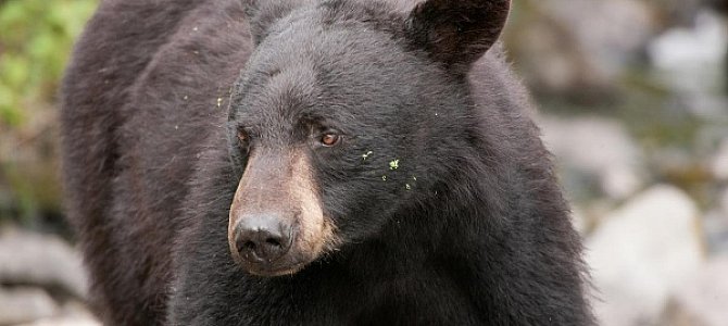 Барибал - разновидность медведей