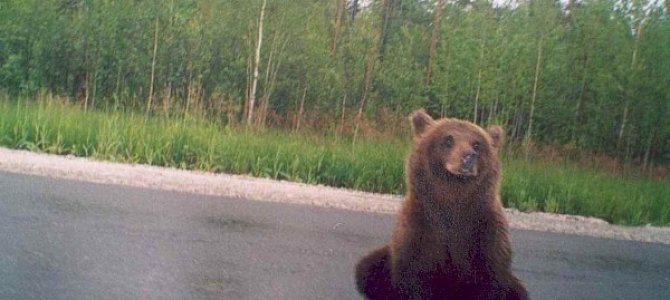 Как действовать при встрече с медведем?