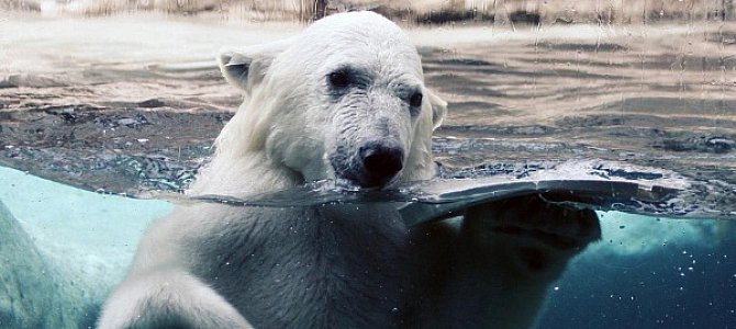 Все самое интересное о полярных медведях