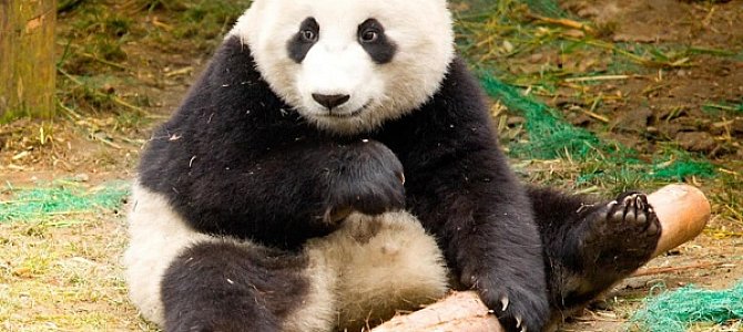 Интересные факты о пандах Интересные факты о пандах