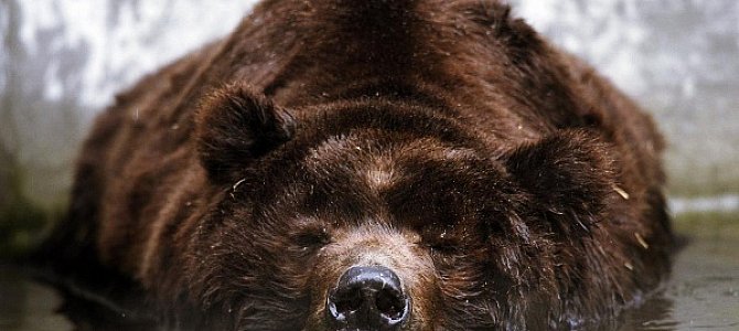 Медведь с острова Кадьяк Медведь с острова Кадьяк