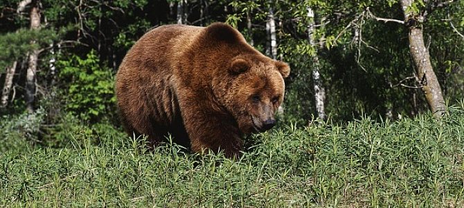 Питание уссурийского медведя