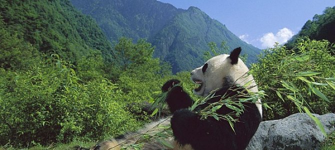 Такие милые плюшевые панды