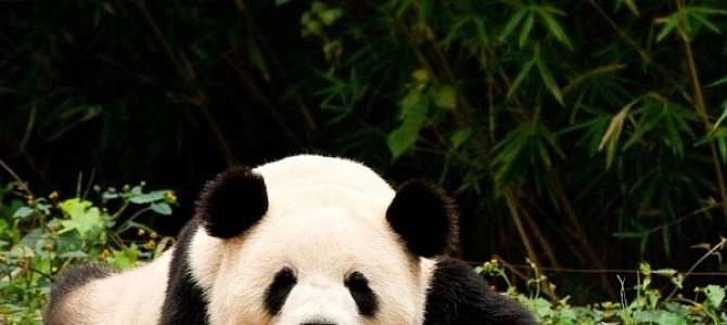 Большая панда - древнее и редкое животное