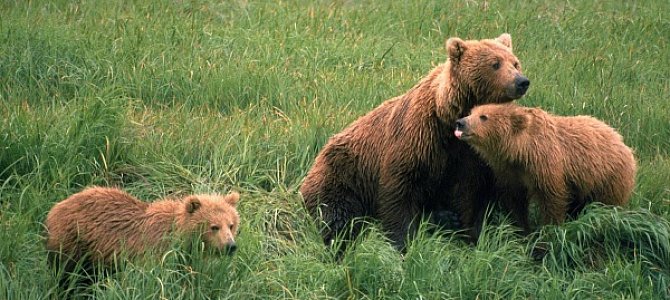 Важность медведей в современной природе