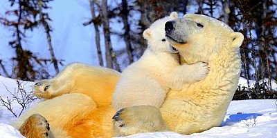 Белые медведи и их среда обитания