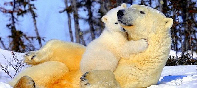 Белые медведи и их среда обитания