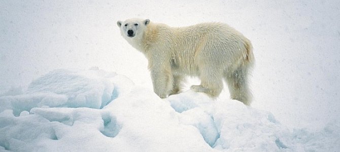Белые медведи Белые медведи