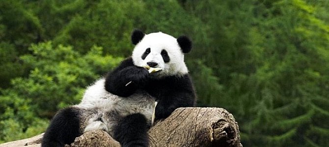 Повадки и среда обитания большой панды