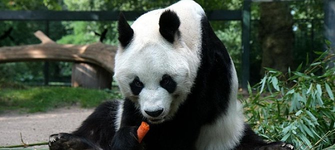 Удивительные панды