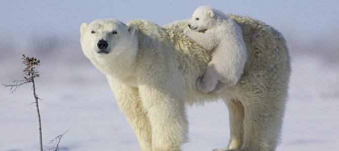 Интересные особенности жизни полярного медведя