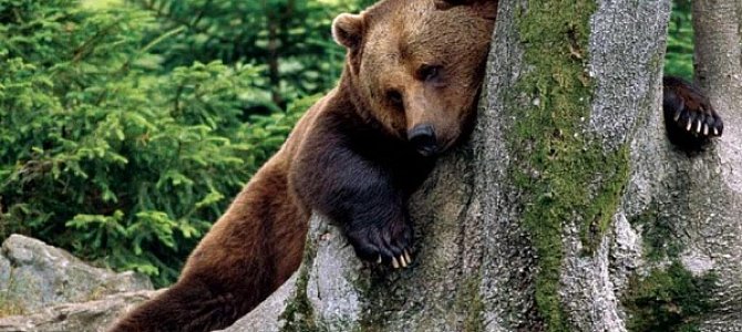 Медведь - это всеядное животное