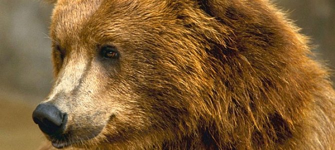 Медведь – символ положительной силы