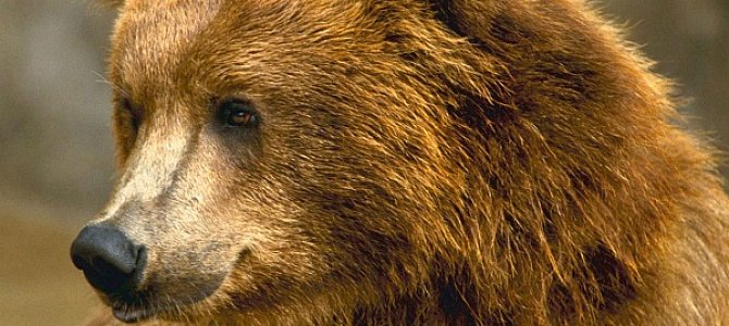 Медведь – символ положительной силы Медведь – символ положительной силы