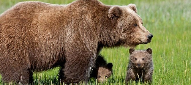 Правила поведения при столкновении с медведем