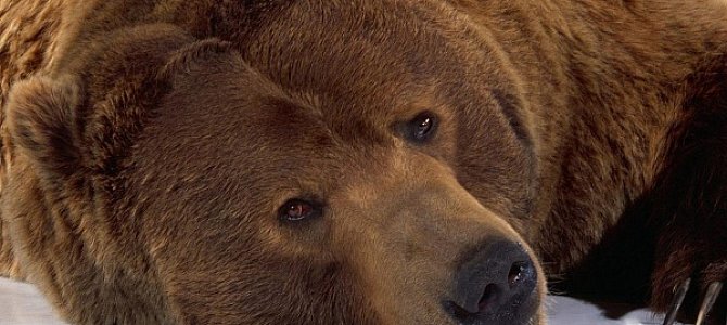 Медведь – один из символов России для иностранцев Медведь – один из символов России для иностранцев