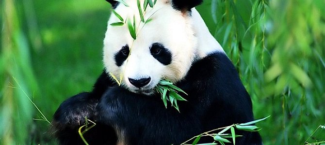 Панда – бамбуковый медведь