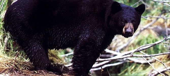Американский медведь Американский медведь