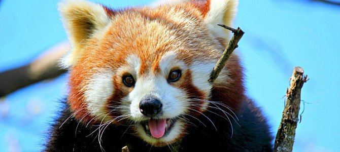 Красная панда – самый необычный мишка