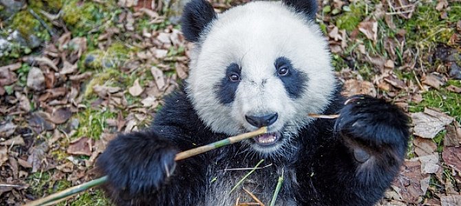 Панда в Китае