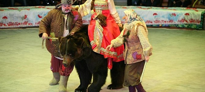 Особенности дрессировки медведей Особенности дрессировки медведей