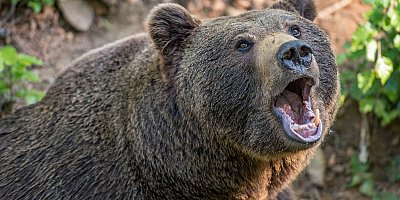 Медведи в Украине