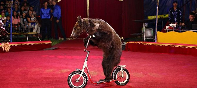 Какие трюки выполняют медведи Какие трюки выполняют медведи