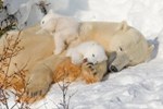 Детеныши белого медведя