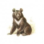 белогрудый мед­ведь