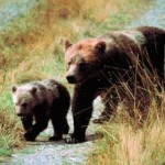 Бурые медведи в Канаде