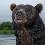 Жизнь бурого медведя