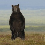 Что мы знаем о медведях?