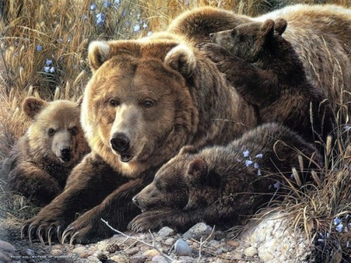 Медведи, обитающие на территории России