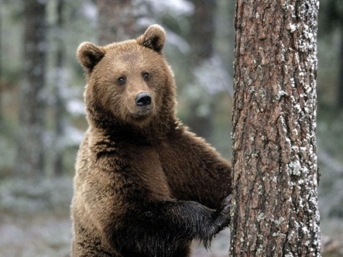 Медведи, обитающие на территории России3