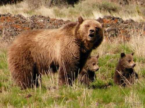 Медведь: среда обитания и питание2
