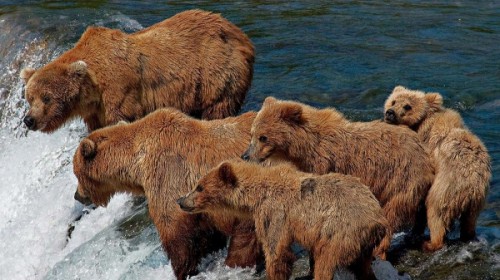 Медведь – хищник широкой среды обитания2