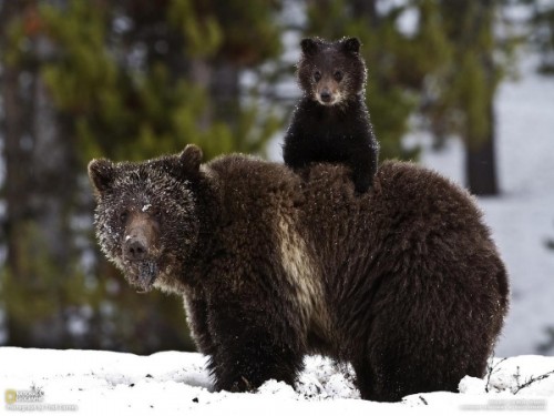 Может ли медведь считаться родственником человека?