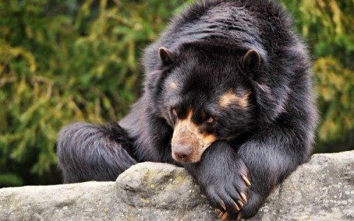 Может ли медведь считаться родственником человека?3
