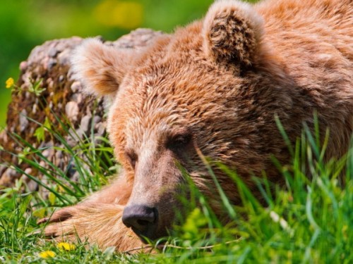 Обитание, питание и привычки медведей